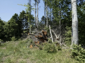 Building Plot For Sale in Lovely Setting