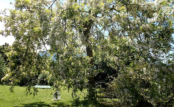 weepingacacia]