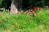 poppies2025