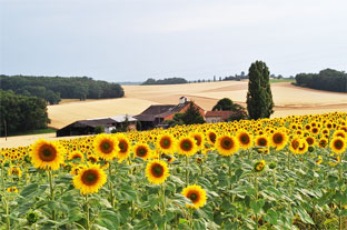 sunflowers seen whilst property hunting in france