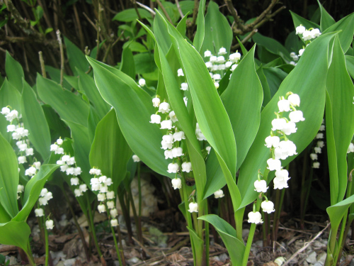 Muguet is given on May day in France