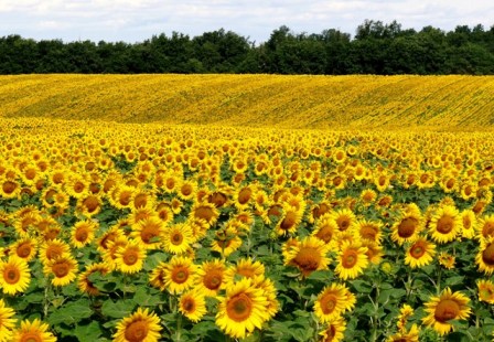 sunflowers seen whilst looking for property for sale in france