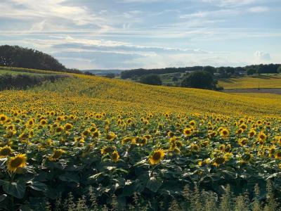Farmhouse and Barn Conversion, Pool and Open Views