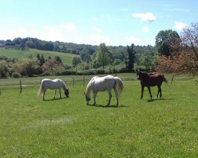 Detached Country House with Equestrian Possibilities