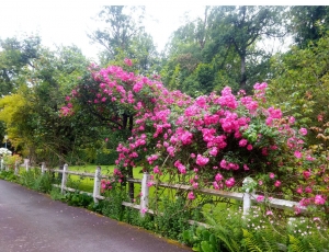 Huge Property Complex in Lots of Land