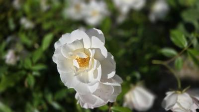 Demeure De Caractere