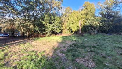 Character House in Woodland Setting