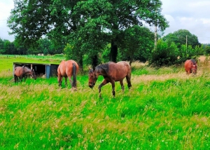 Main House with Guest Gite and Lake
