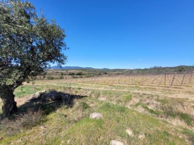 Winegrowing Estate And Wine Tourism Comple