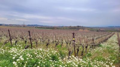 10 Hectares of Grape Vines