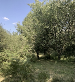 SLD02635 - SOLD By Cle France