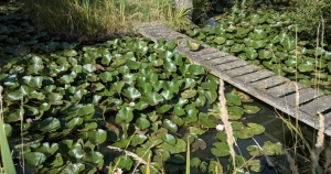 Charming and Cosy House with Bridge over Pond in Garden