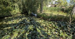 Charming and Cosy House with Bridge over Pond in Garden