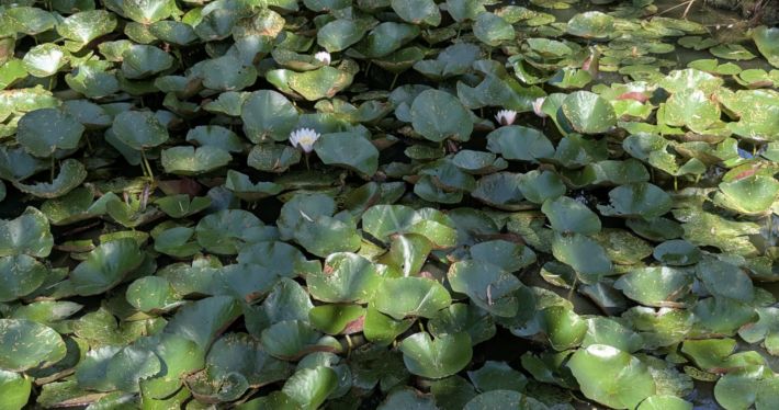 Charming and Cosy House with Bridge over Pond in Garden