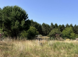 Two Independent Houses with Land