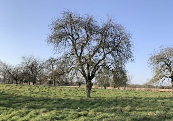 Beautiful Country House with Land and Huge Potential