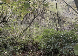 Wooded Plot of Land for Leisure Use