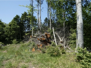 Building Plot For Sale