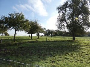Detached Country House with Outbuilding