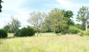 Two Separate Houses with Character