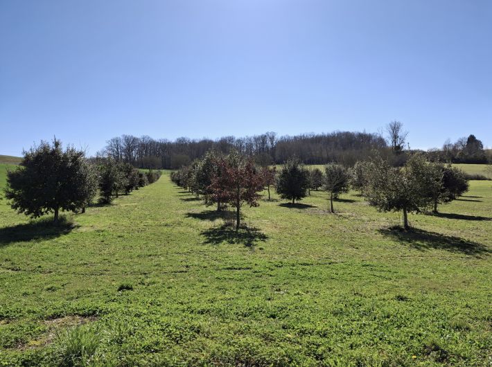 Detached Country House with Pond and Land