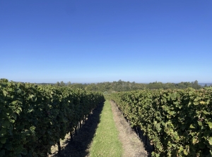 Country House in the Heart of Vineyards