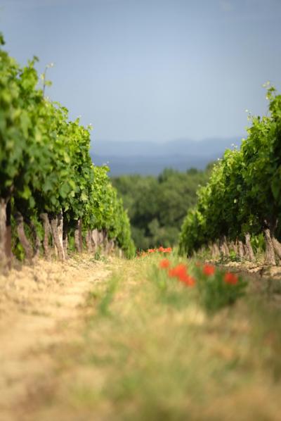 Exceptional Vine Growing Property in 36 Hectares