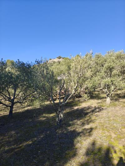 Plot of Land In The Countryside