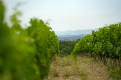 Exceptional Vine Growing Property in 36 Hectares