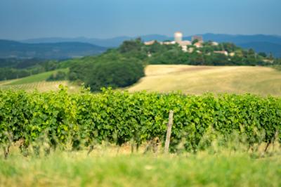 Exceptional Vine Growing Property in 36 Hectares