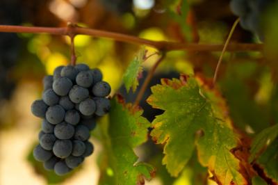 Exceptional Vine Growing Property in 36 Hectares