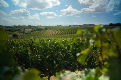 Exceptional Vine Growing Property in 36 Hectares