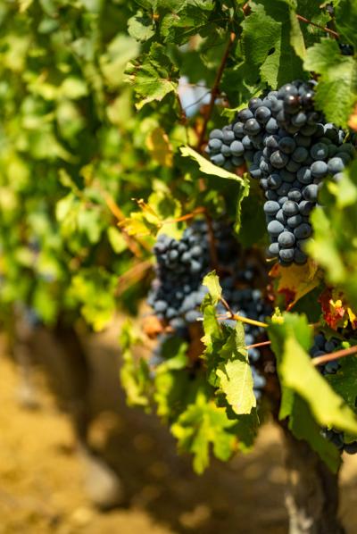 Exceptional Vine Growing Property in 36 Hectares