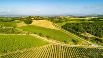 Exceptional Vine Growing Property in 36 Hectares