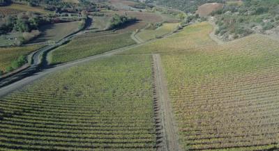 Two Houses in 34 Hectares of Vineyards