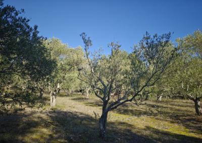 Plot of Land In The Countryside