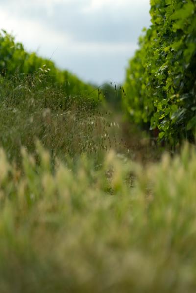 Exceptional Vine Growing Property in 36 Hectares