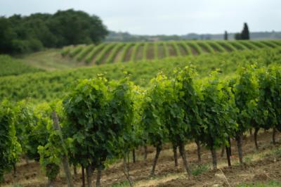 Exceptional Vine Growing Property in 36 Hectares