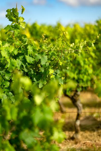 Exceptional Vine Growing Property in 36 Hectares