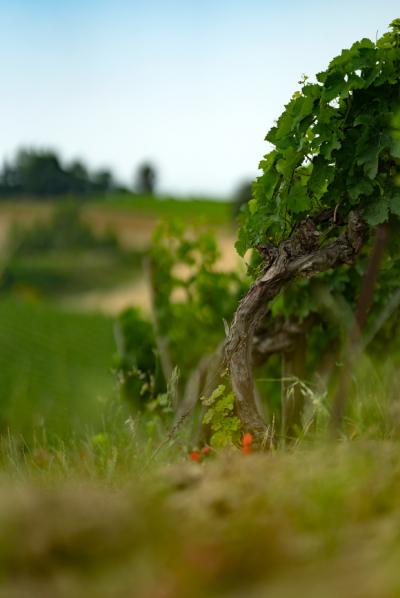 Exceptional Vine Growing Property in 36 Hectares