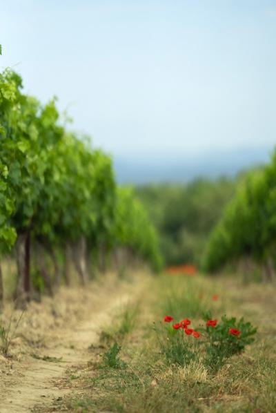 Exceptional Vine Growing Property in 36 Hectares