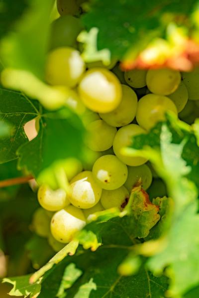 Exceptional Vine Growing Property in 36 Hectares