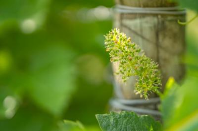 Exceptional Vine Growing Property in 36 Hectares