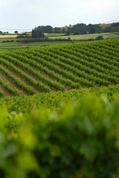 Exceptional Vine Growing Property in 36 Hectares