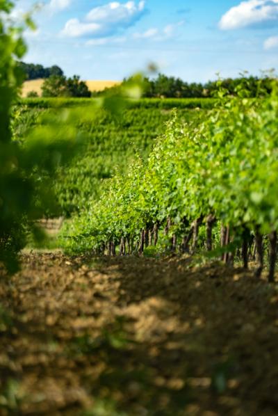 Exceptional Vine Growing Property in 36 Hectares