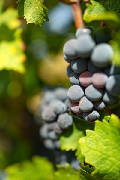 Exceptional Vine Growing Property in 36 Hectares