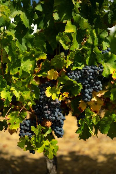 Exceptional Vine Growing Property in 36 Hectares