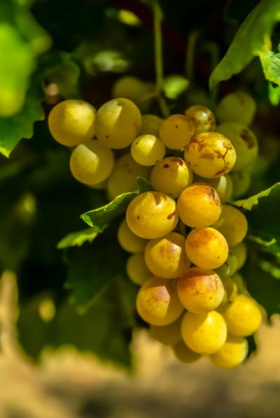Exceptional Vine Growing Property in 36 Hectares
