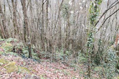Woodland For Sale, Possible for Development